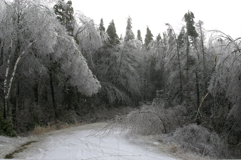 Photo of Ice Storm - Leaning Tree