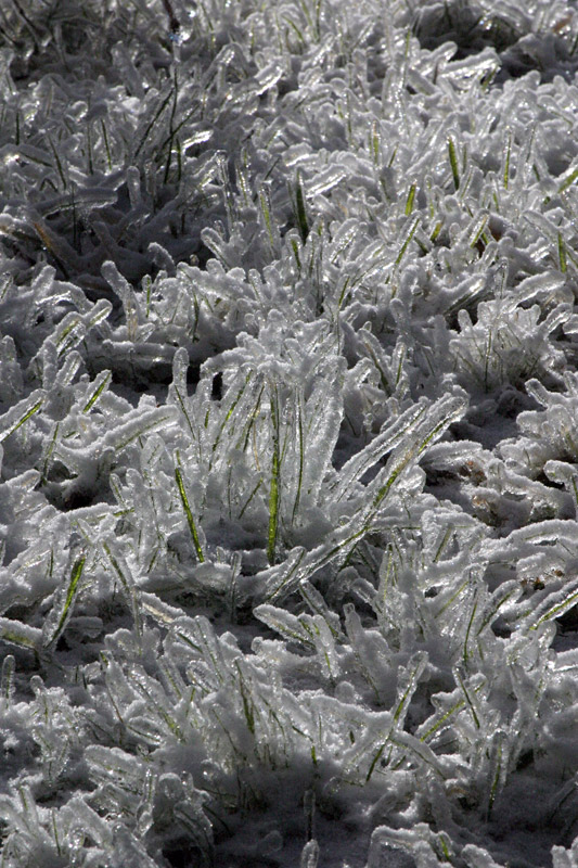Photo of Our lawn, preserved in ice