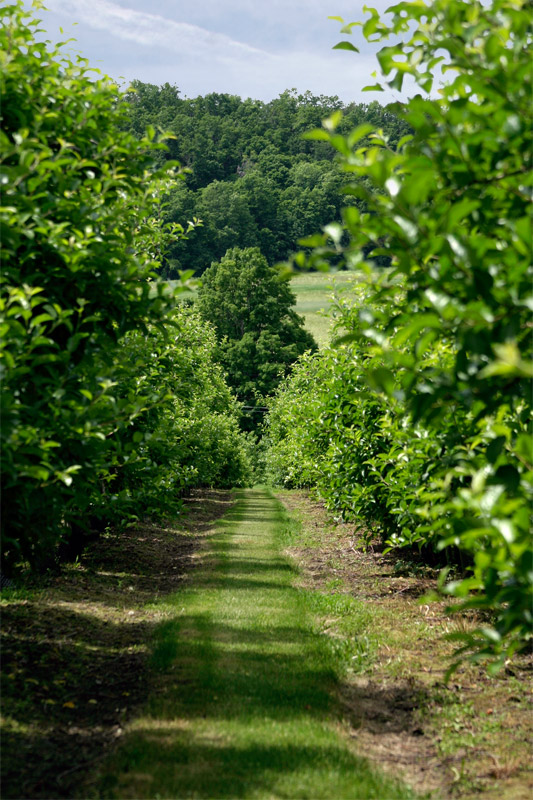 Photo of Lake View Orchard, Lanesboro