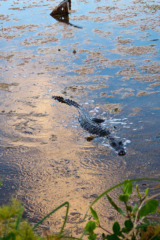 Photo of The crocodile next door
