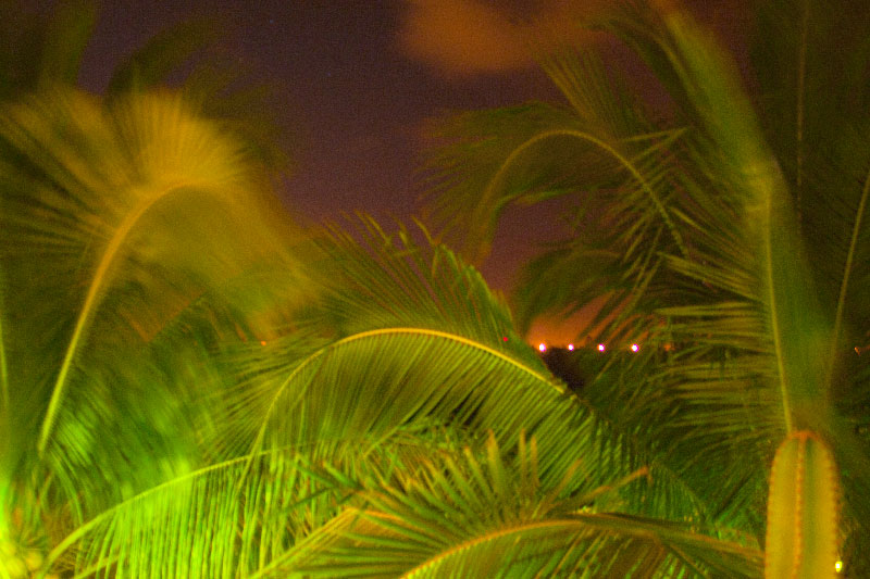 Photo of Party Palms