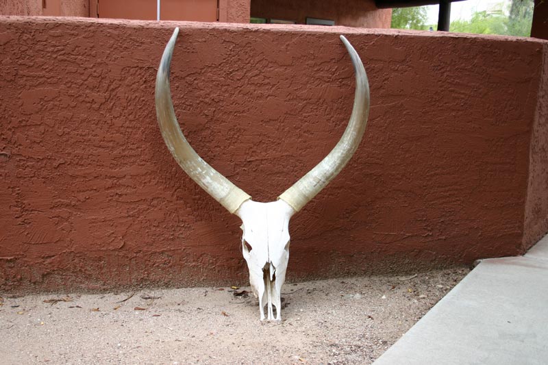 Photo of Obligatory Arizona Dead Cow