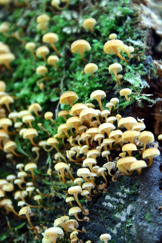 Photo of Mushrooms, Mushrooms