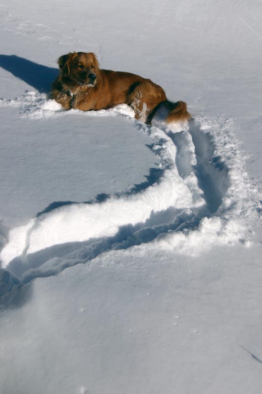 Photo of Dog en die sneu