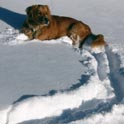 Dog en die sneu