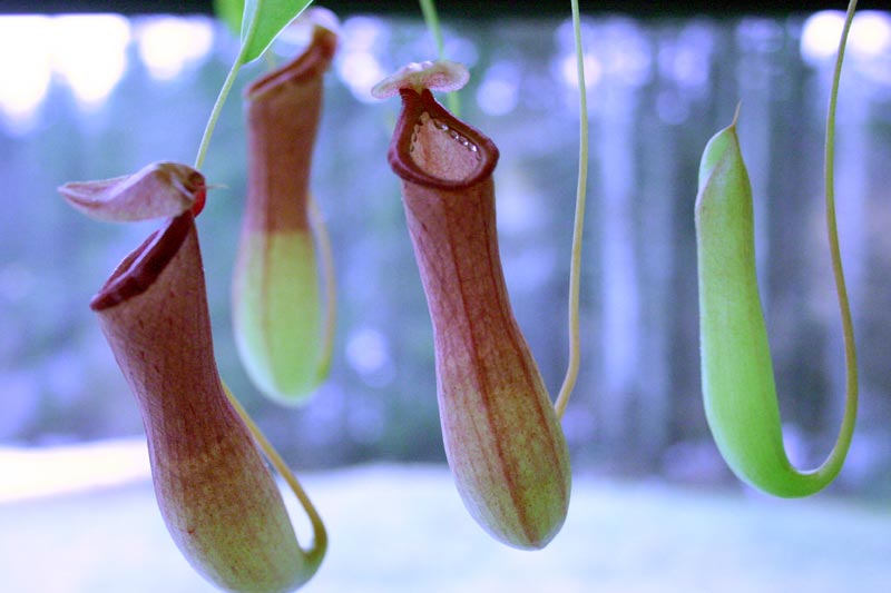 Photo of Pitcher Plant