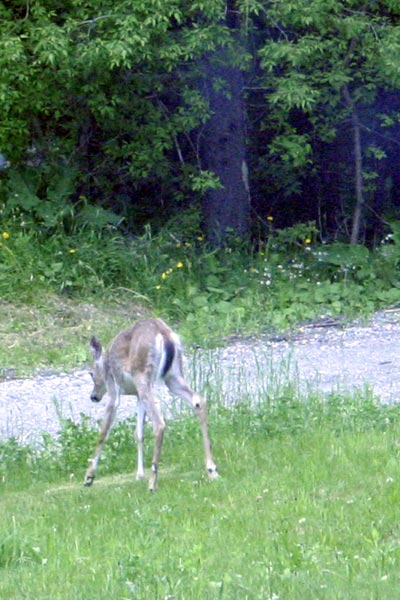 Photo of Deer! From an awkward angle!