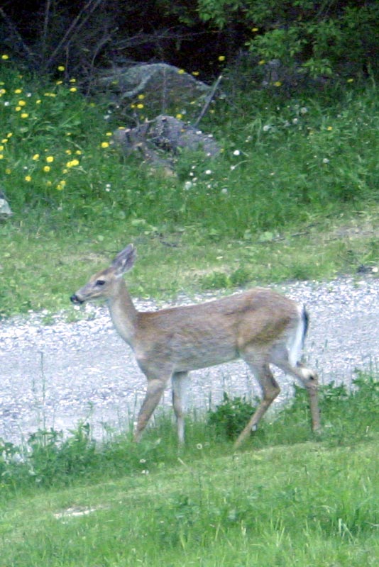Photo of Deer! From a slightly less awkward angle!