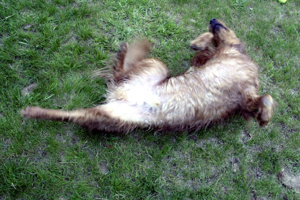 Photo of After a swim, Frank enjoys a nice roll on the lawn