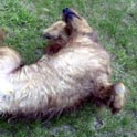 After a swim, Frank enjoys a nice roll on the lawn