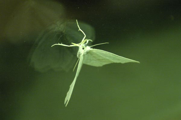 Photo of Green Moth