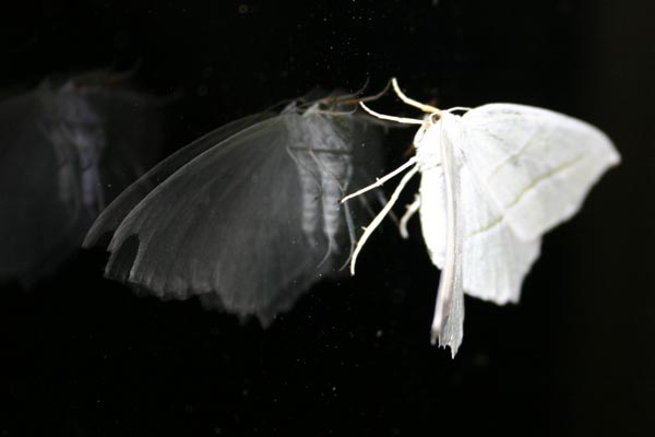 Photo of White moth
