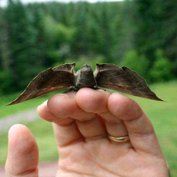 Photo of Big furry moth: takeoff