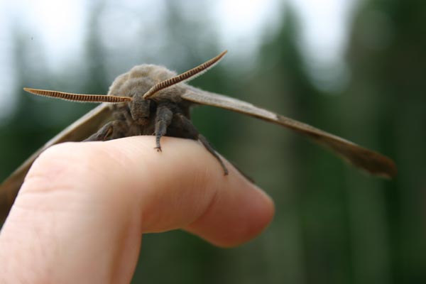 Photo of Big furry moth: finger