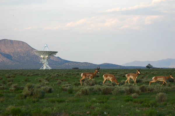 Photo of More wildlife at the VLA