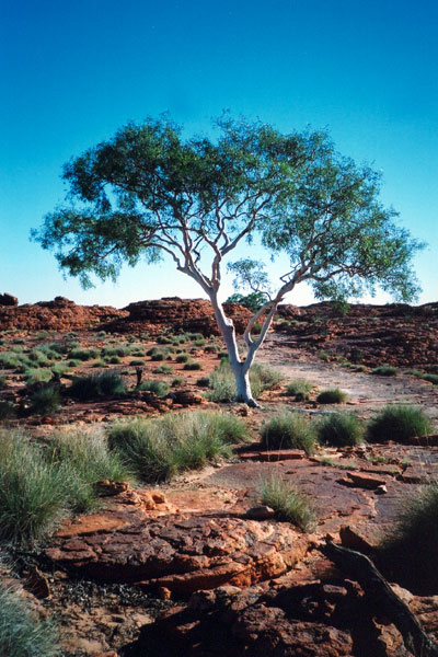 Photo of Tree at Kings Canyon