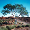 Tree at Kings Canyon