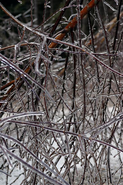 Photo of Frozen branches