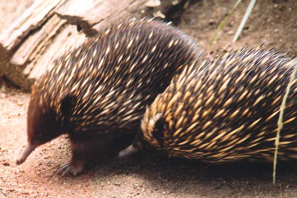 Photo of The echidna is a silly creature