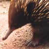The echidna is a silly creature