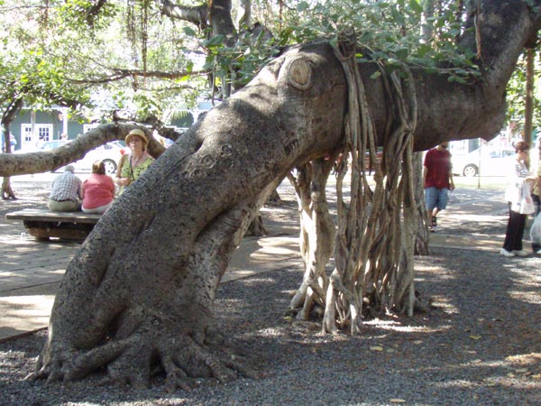 Photo of Do not fear the giant squid-shaped banyan tree