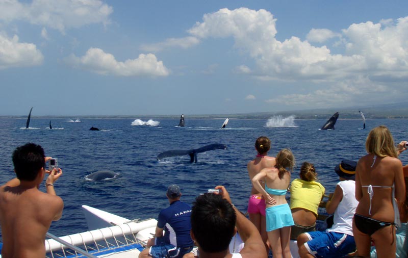 Photo of Whale watching