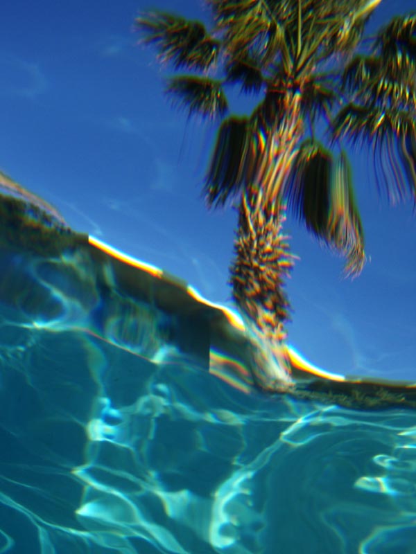 Photo of Underwater palm tree