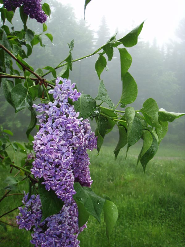 Photo of Lilac