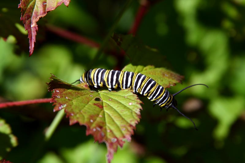 Photo of Monarch Caterpillar