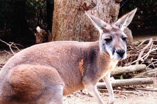 Photo of The whole kangaroo, and nothing but the kangaroo