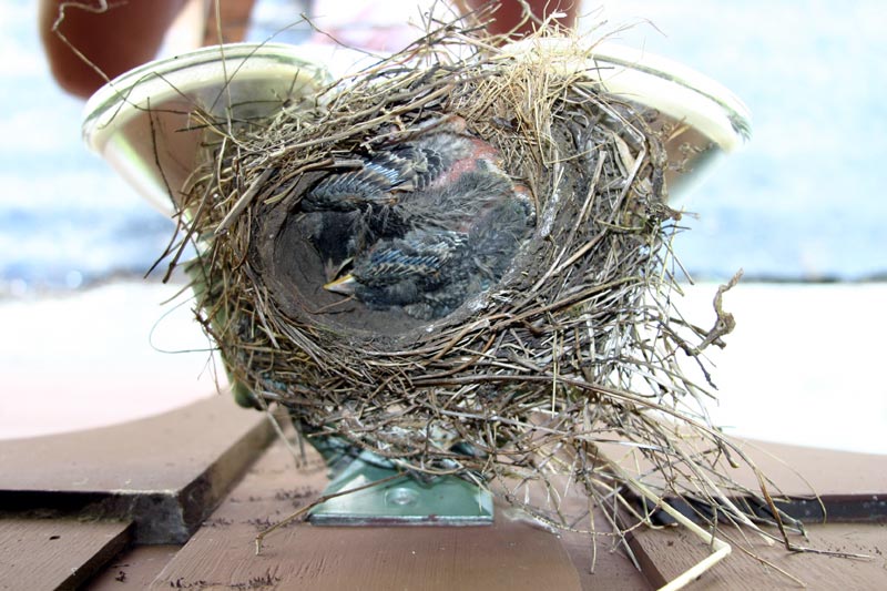 Photo of Nesting