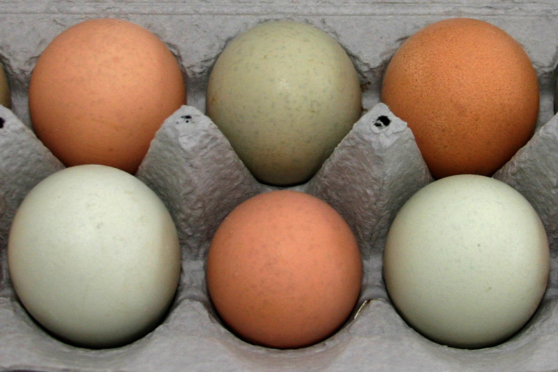 Photo of Farm eggs come in many colors