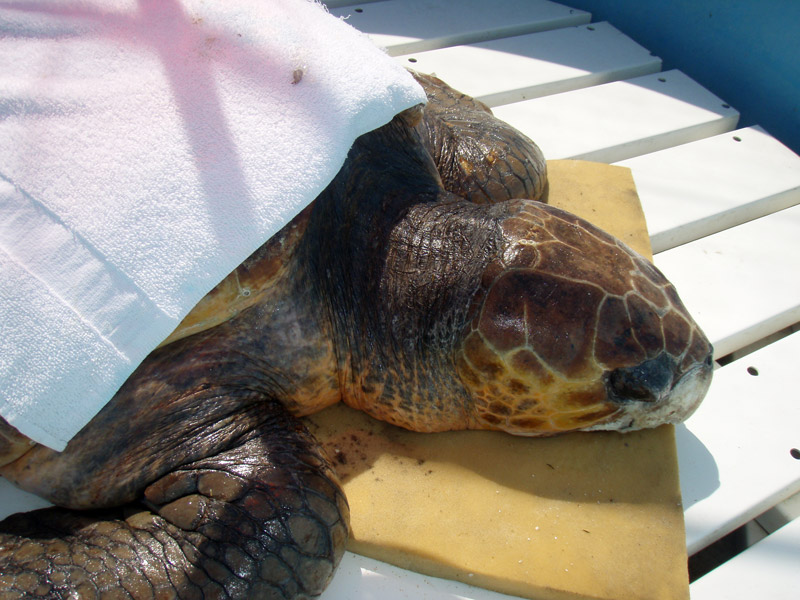 Photo of Patient at the Turtle Hospital