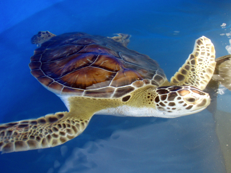 Photo of Sea Turtle