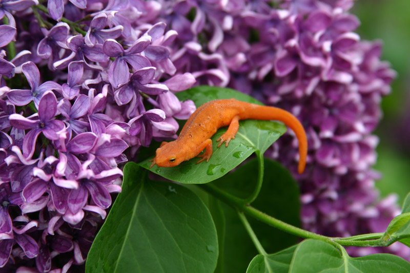 Photo of Salamander and lilacs