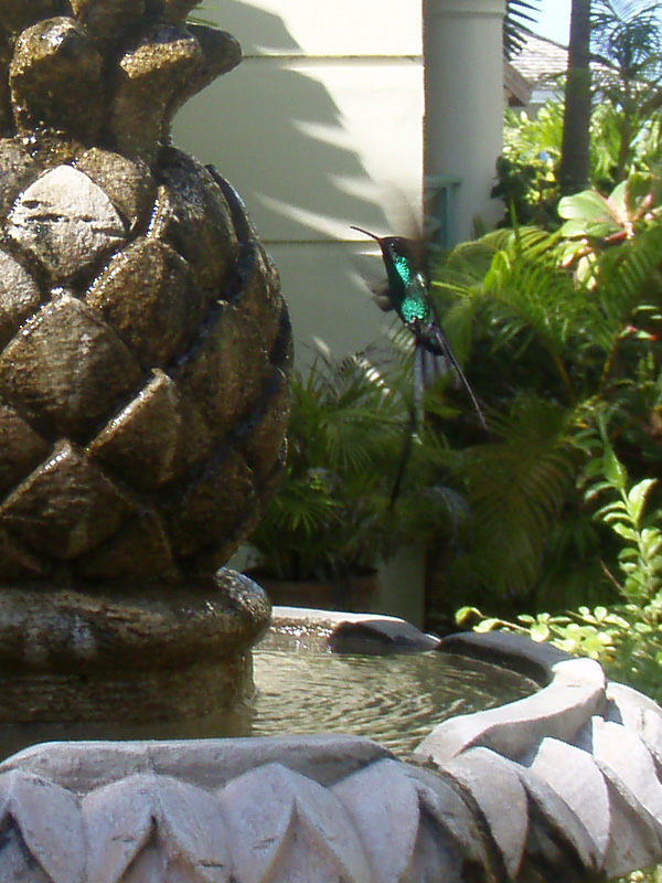 Hummingbird