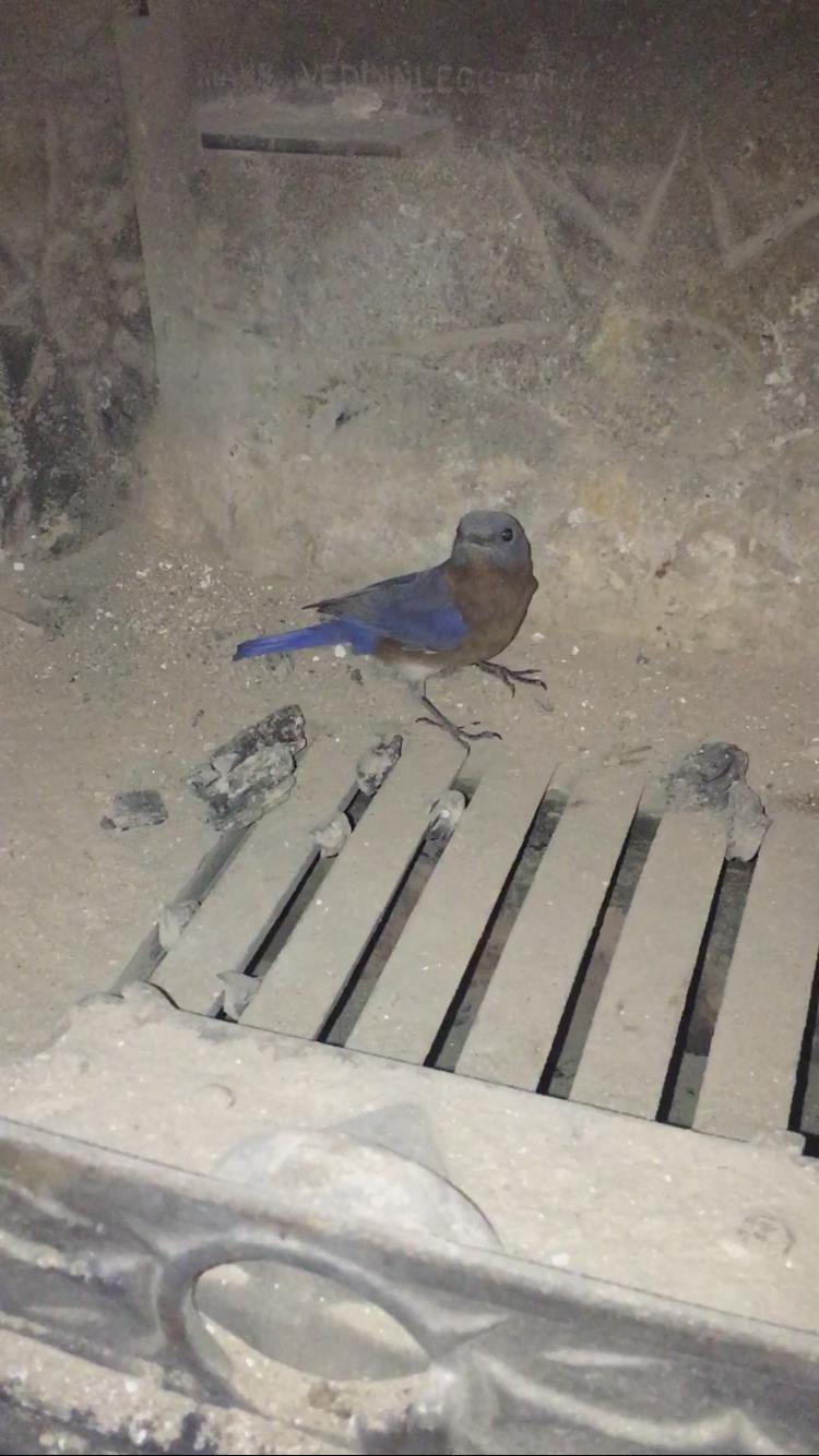 Look who flew down the chimney