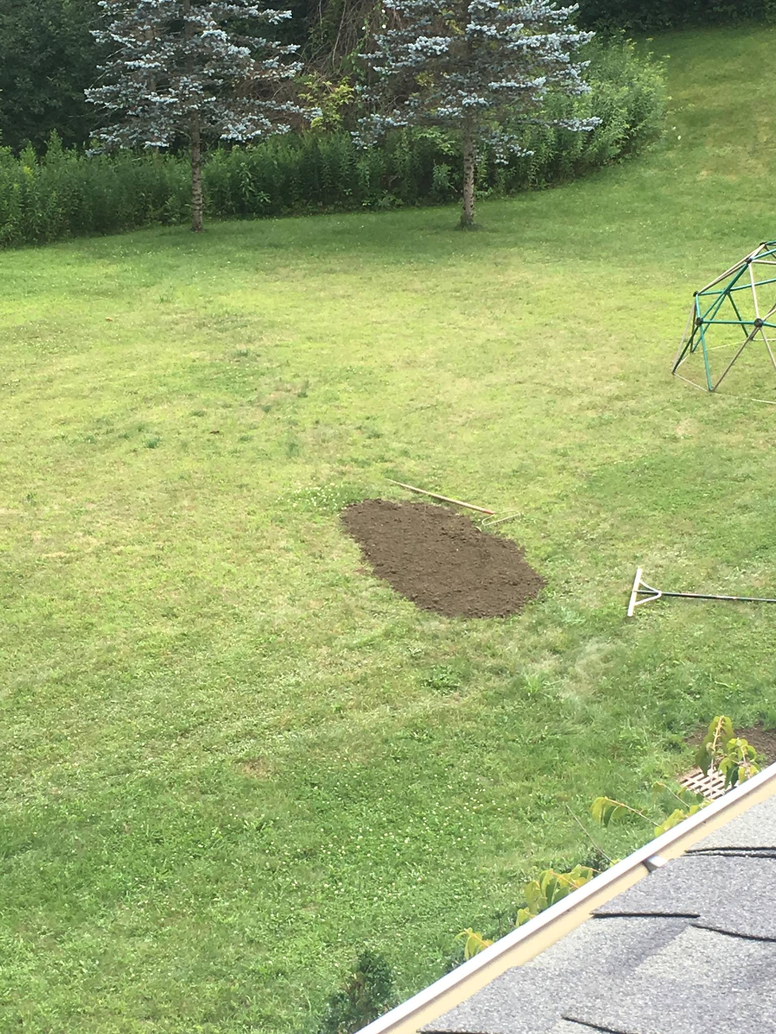 Some lawn repair