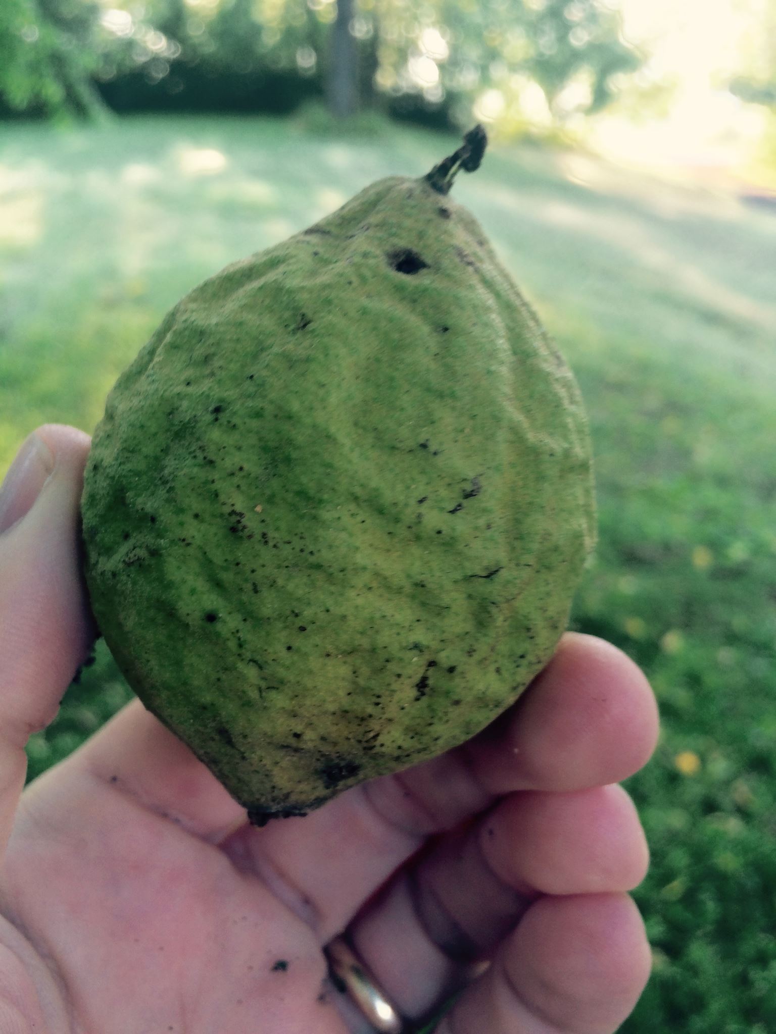 Walnut