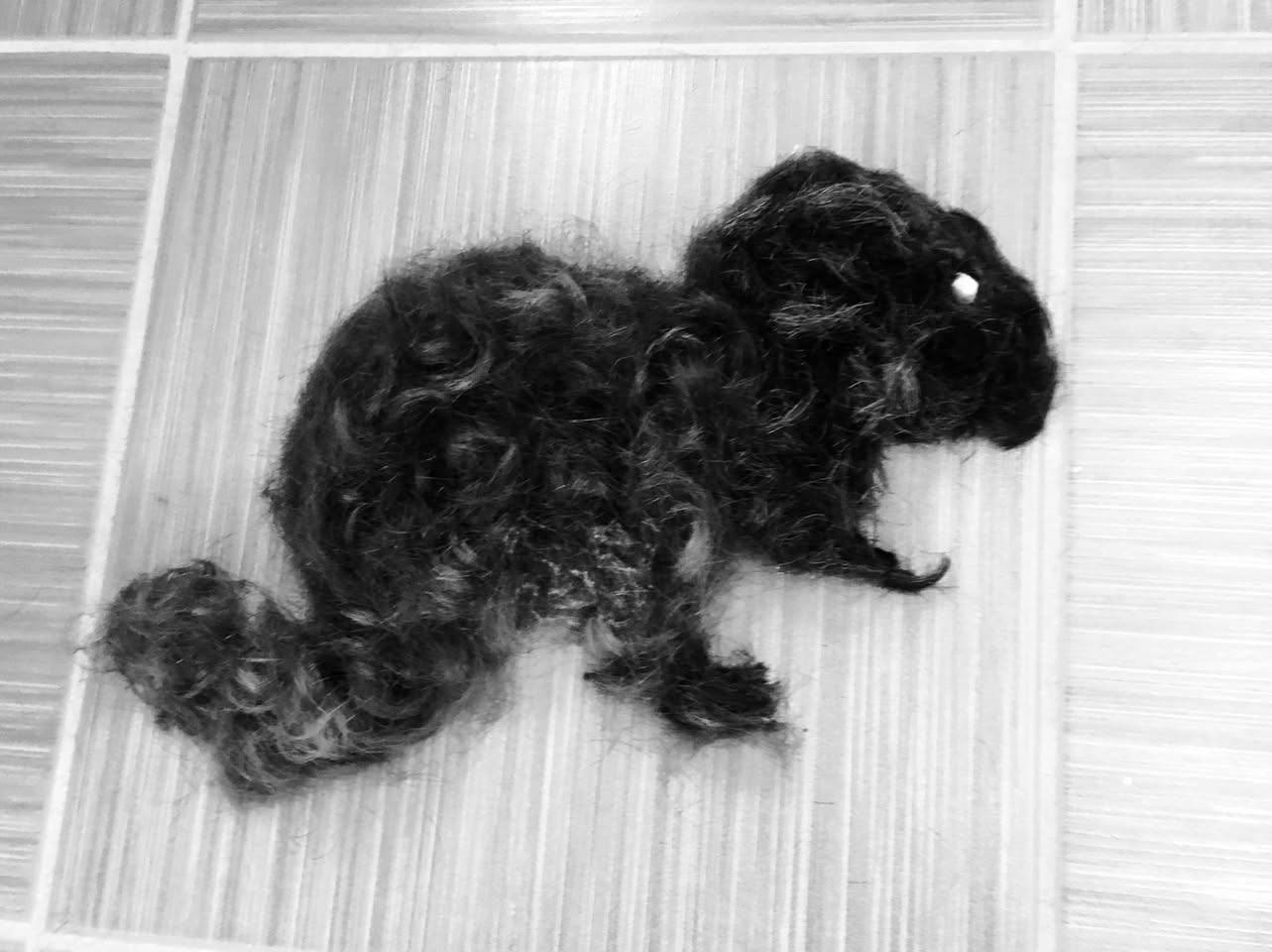 It’s only a hair squirrel
