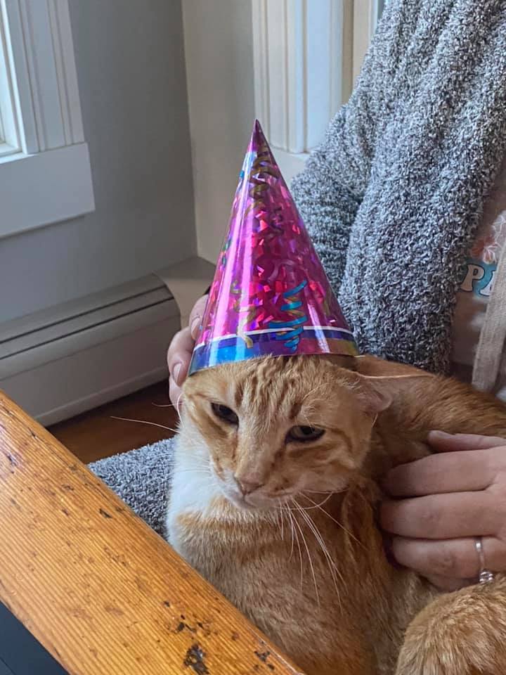 Ginger is not amused