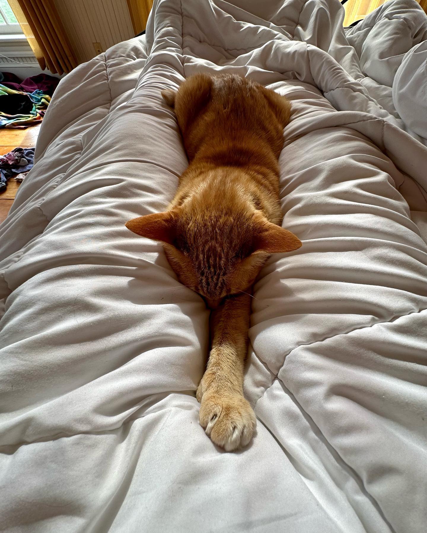 Paw