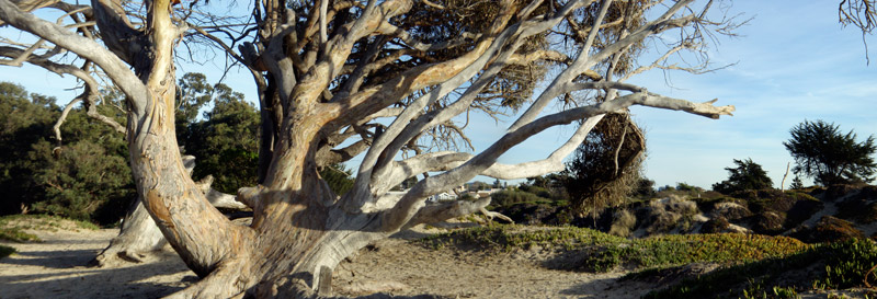Beach tree