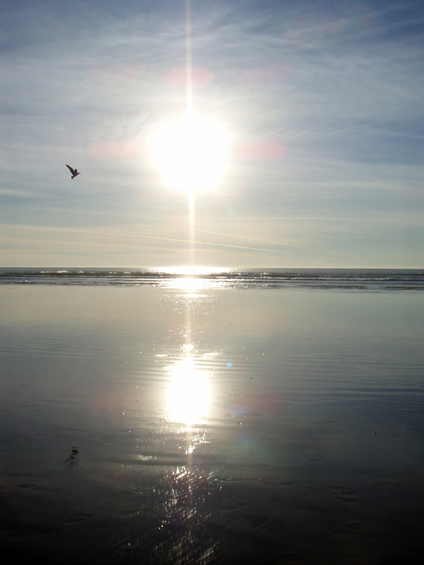 Fortuitous Seabird