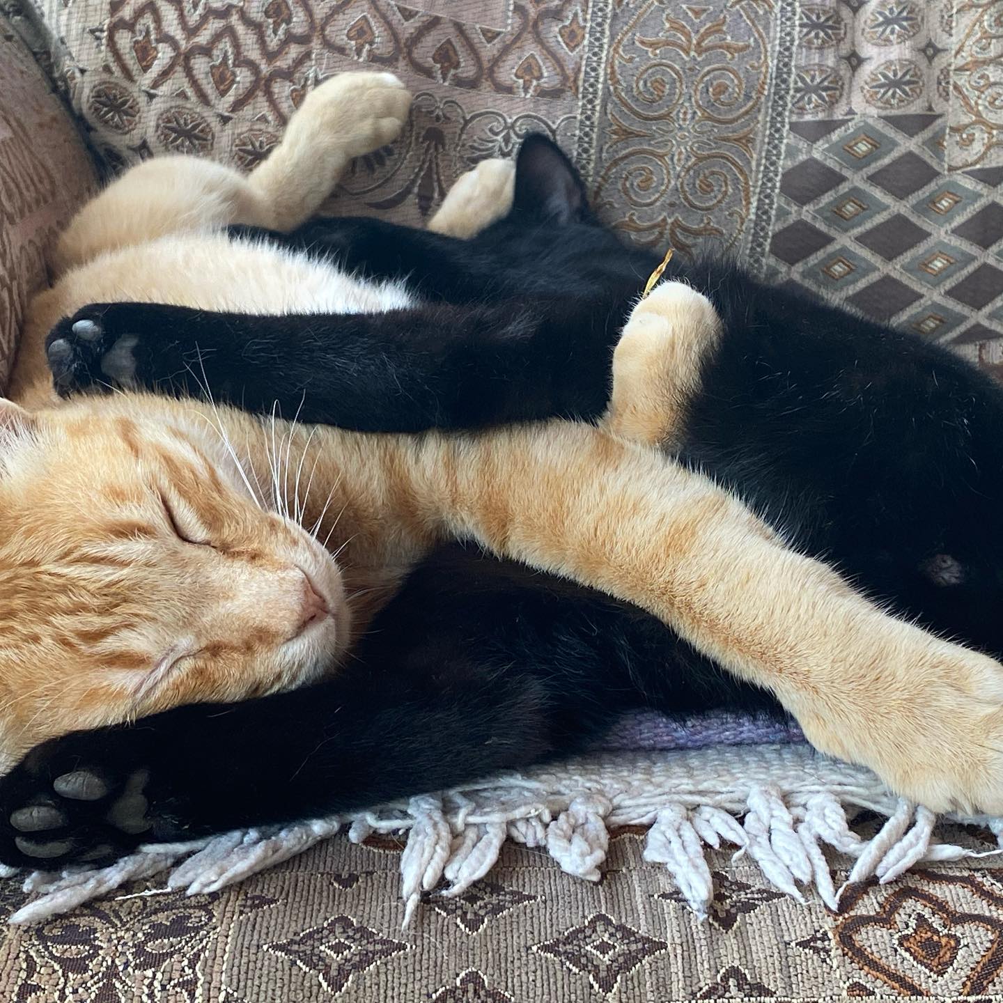 Photo of Ginger and Mouse