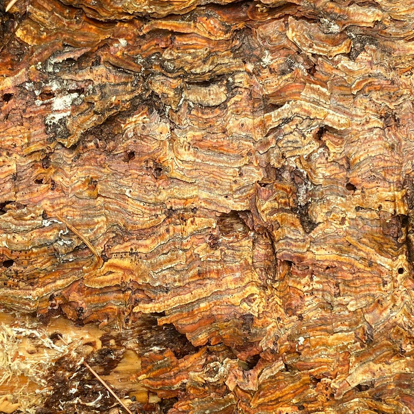Photo of Bark