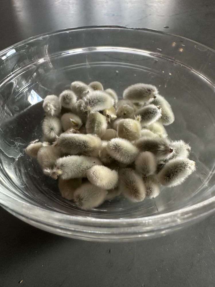 Photo of Enjoy this bowl of hedgehogs